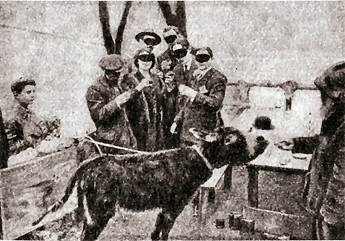 Boronali joke