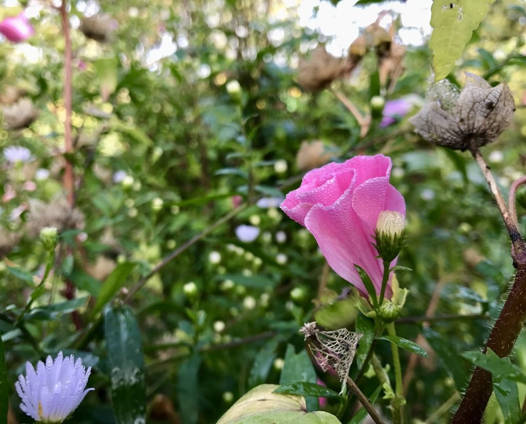 Fiori Giverny