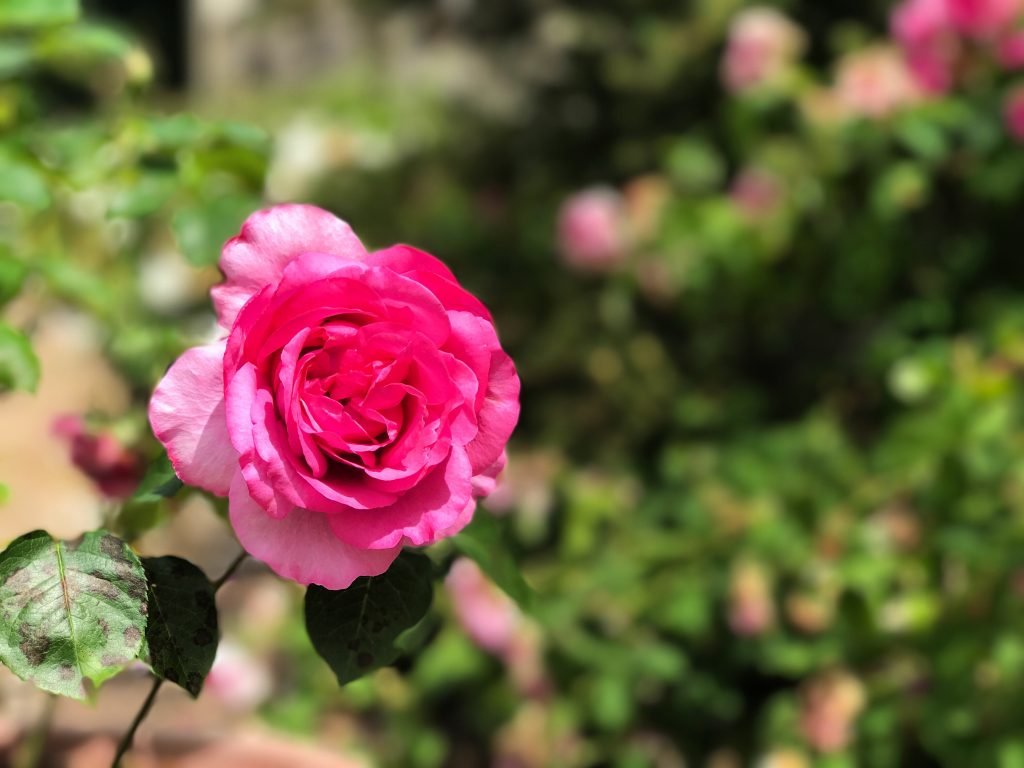 Fiore per Dior