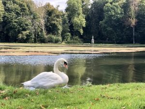 Bacino Chantilly